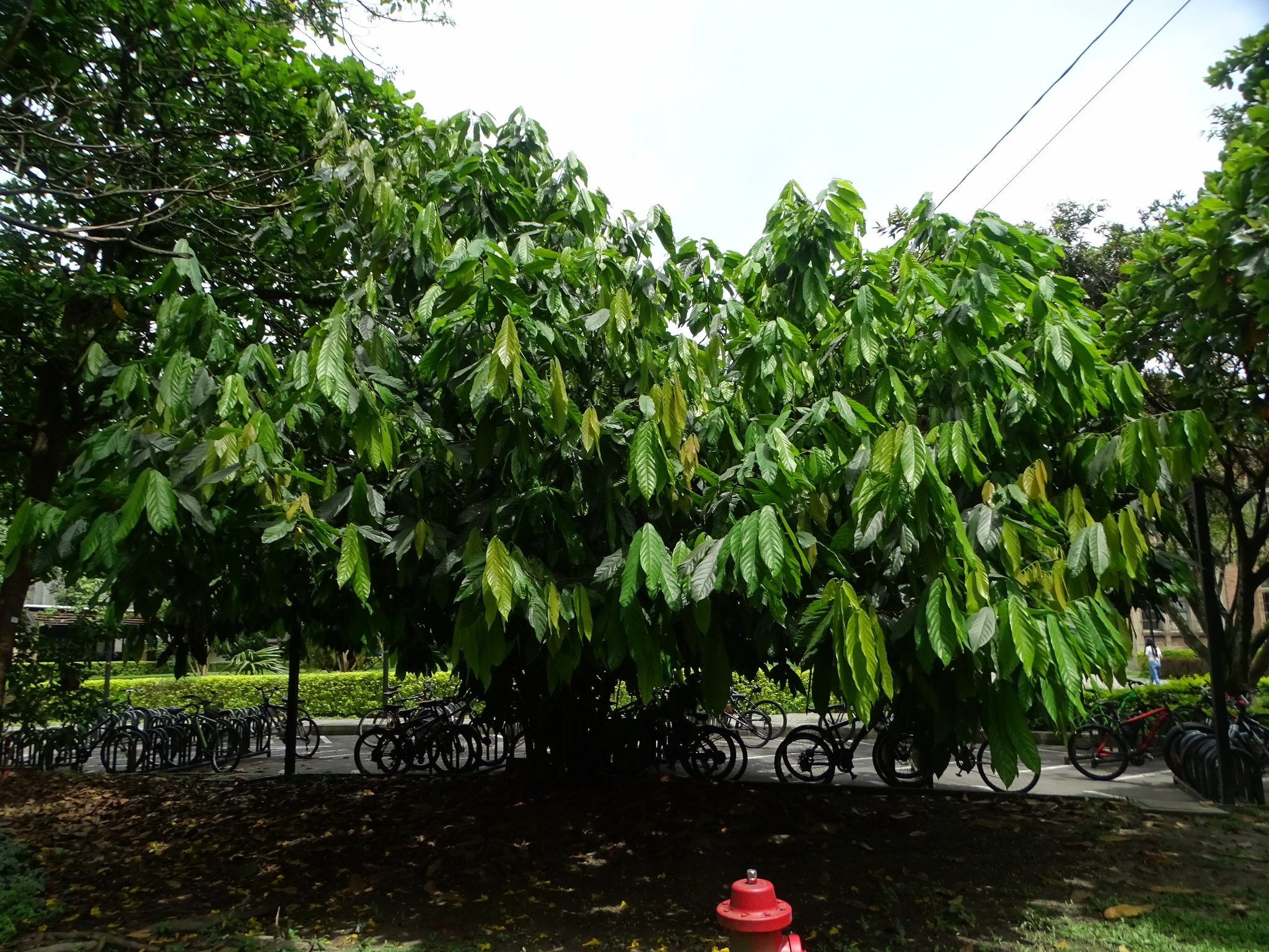 Theobroma cacao
